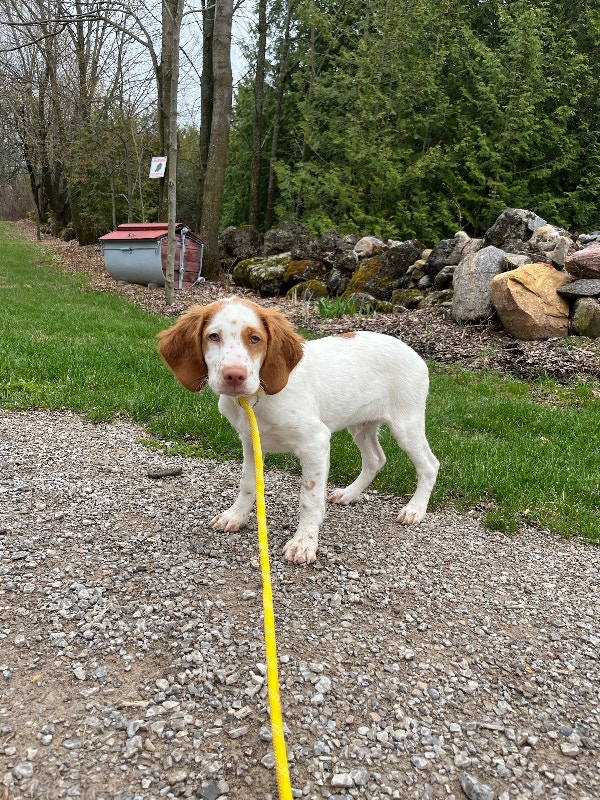 Purebred Brittany Spaniels Dogs & Puppies for Rehoming Owen Sound