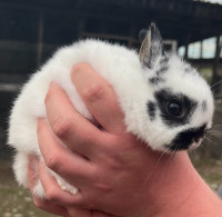 Baby male Netherland  dwarf bunny 