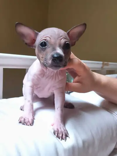 Looking for a Loving Home – American Hairless Terrier. We have 4 puppies (3 female & 1 male) - 10 we...