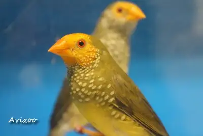 DIAMANT RUFICAUDA COUPLE DISPONIBLE, View more