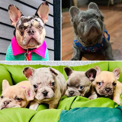 French bulldog, View more
