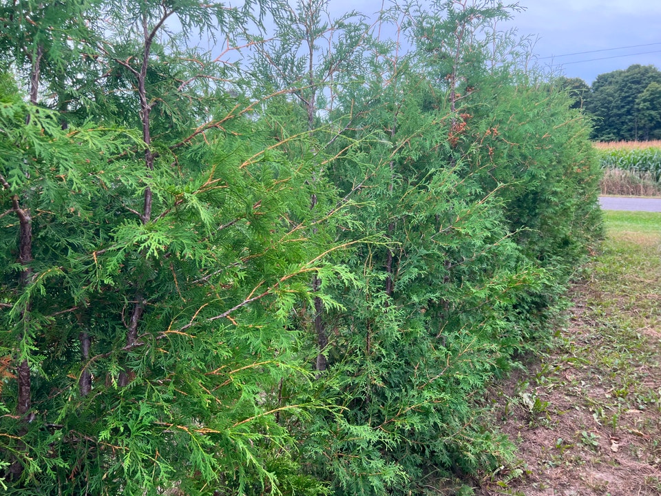 WHITE (SWAMP) CEDAR HEDGE TREES AND EMERALD CEDAR TREES FOR SALE ...