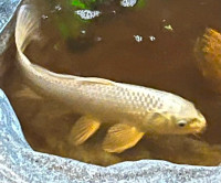 Malaysian Koi Fish