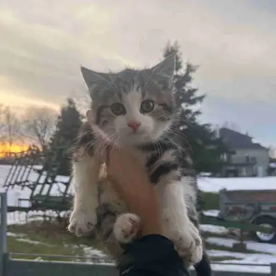 Adorable Kittens, View more