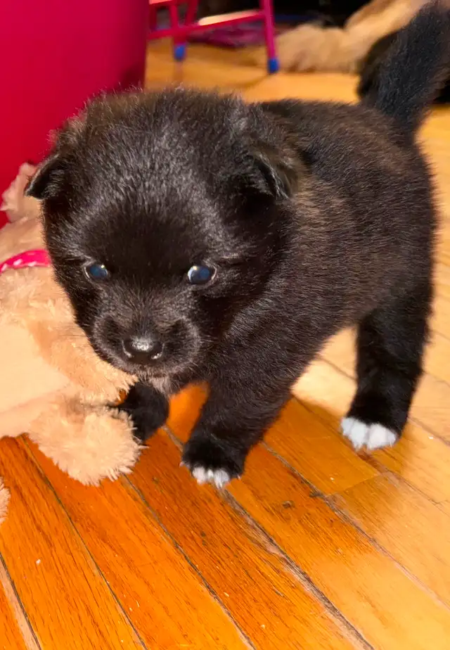 Teddy bear Pomeranian puppies 3 males in Dogs & Puppies for Rehoming in St. Catharines - Image 9