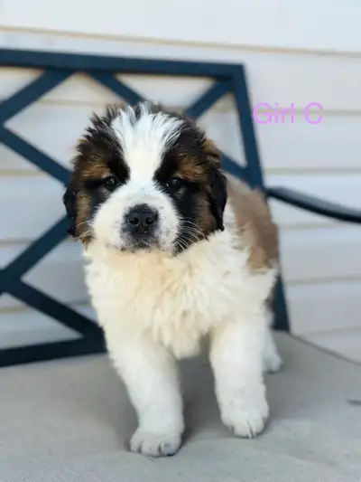 ⭐ Saint Bernard Puppies – Well Socialized l Limited Availability, View more