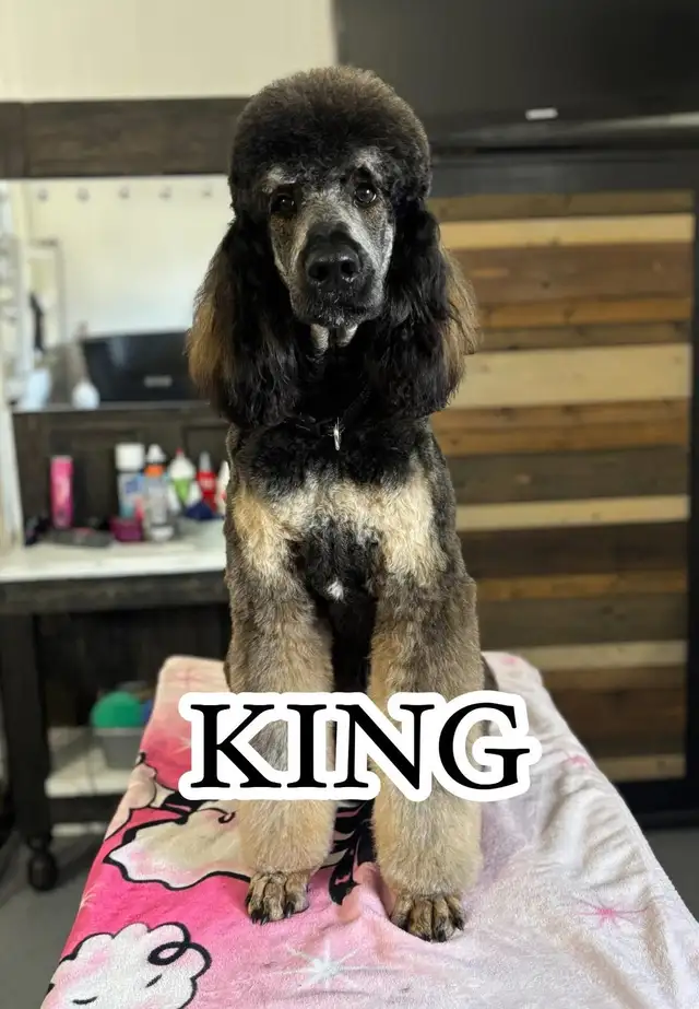 CKC Standard Poodle Pups- Prairie Belle Poodles in Dogs & Puppies for Rehoming in Calgary - Image 7