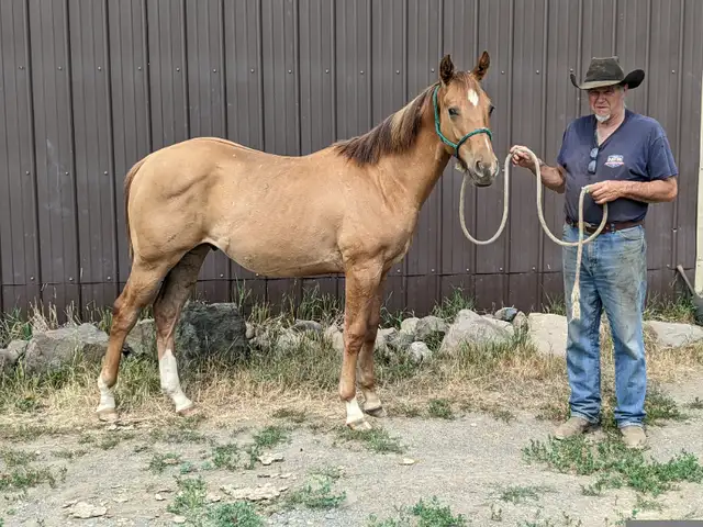 2023 red dun AQHA registered gelding, ranch bred | Horses & Ponies for ...