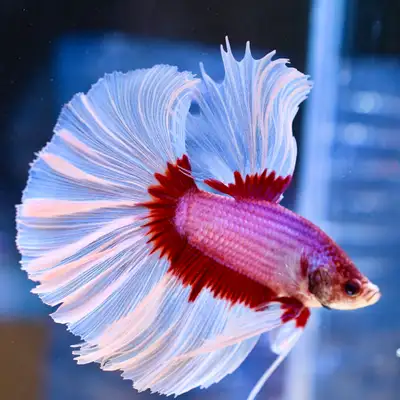 Most bettas are dull. Fins tear. Energy fades. Then they sit at the bottom, lifeless. These bettas a...