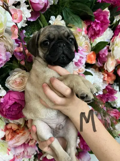 Pug puppies, View more