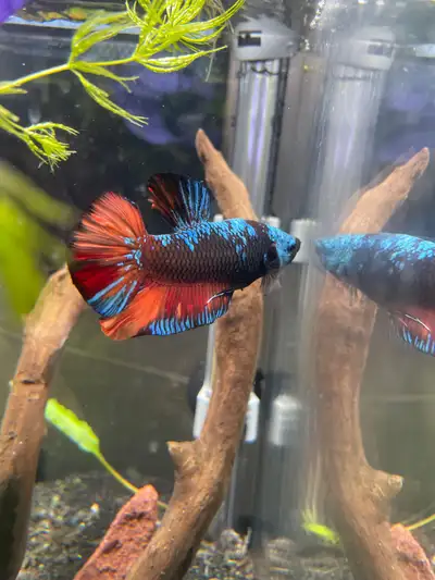 Galaxy Koi Hmpk Juvenile Bettas, View more