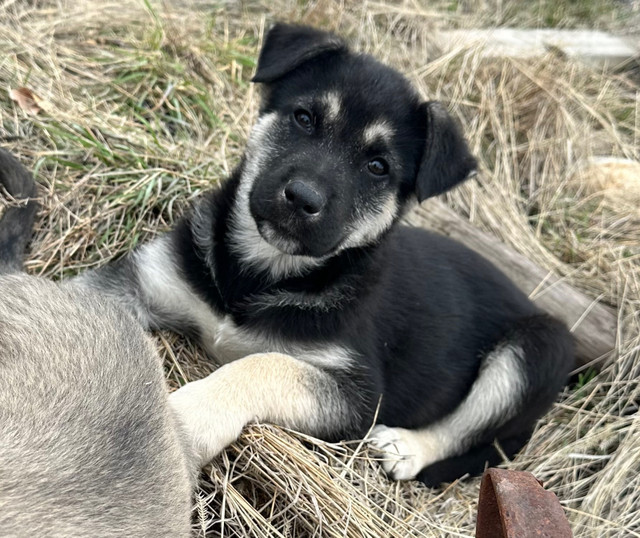Husky German shepherd  in Dogs & Puppies for Rehoming in Swift Current - Image 2