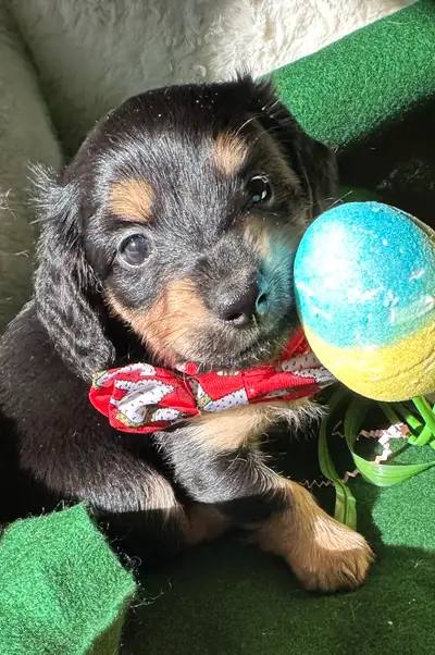 Pic 1 very cute longhaired black and cream he is very funny , playful $2000 Pic 2 sweet snuggle bug...