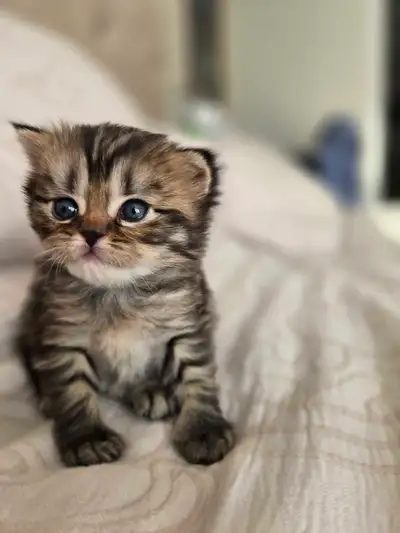 SCOTTISH STRAIGHT KITTEN, View more