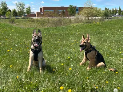 German Shepherd / Husky Puppies , View more