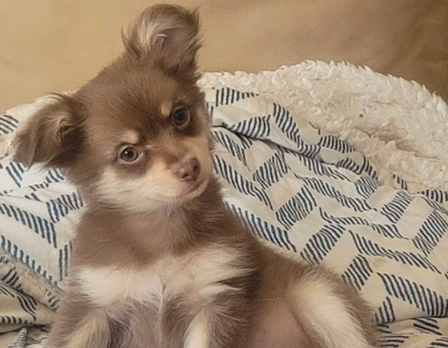 Beautiful Chihuahua Puppies Ready now♥️new price in Dogs & Puppies for Rehoming in Peterborough