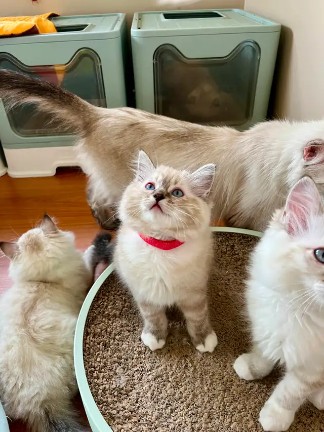 TICA Registered Ragdolls Available for Visiting in Cats & Kittens for Rehoming in Burnaby/New Westminster - Image 2