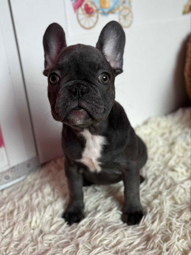Exotic French Bulldogs in Dogs & Puppies for Rehoming in Hamilton - Image 3