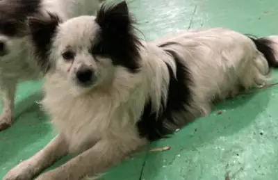 Pom x puppies, View more