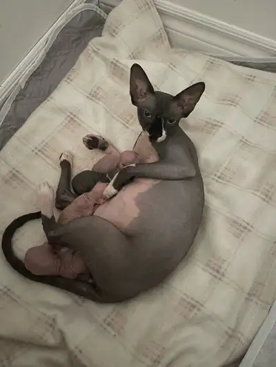 sphynx kittens , View more