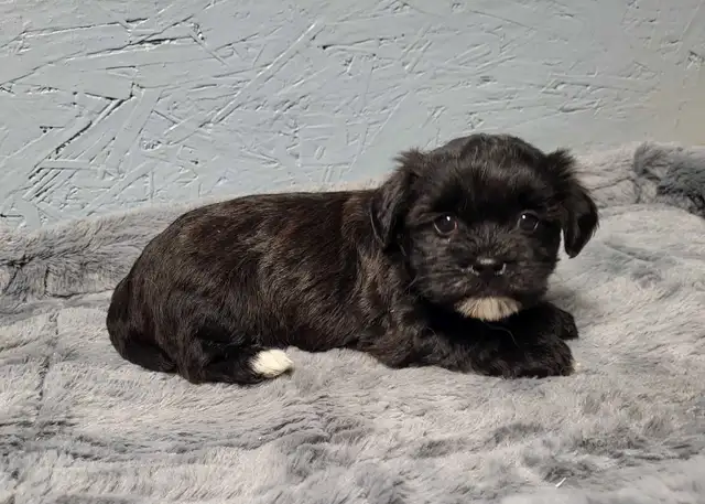 Pure Bred Havanese Puppies in Dogs & Puppies for Rehoming in Oakville / Halton Region - Image 3