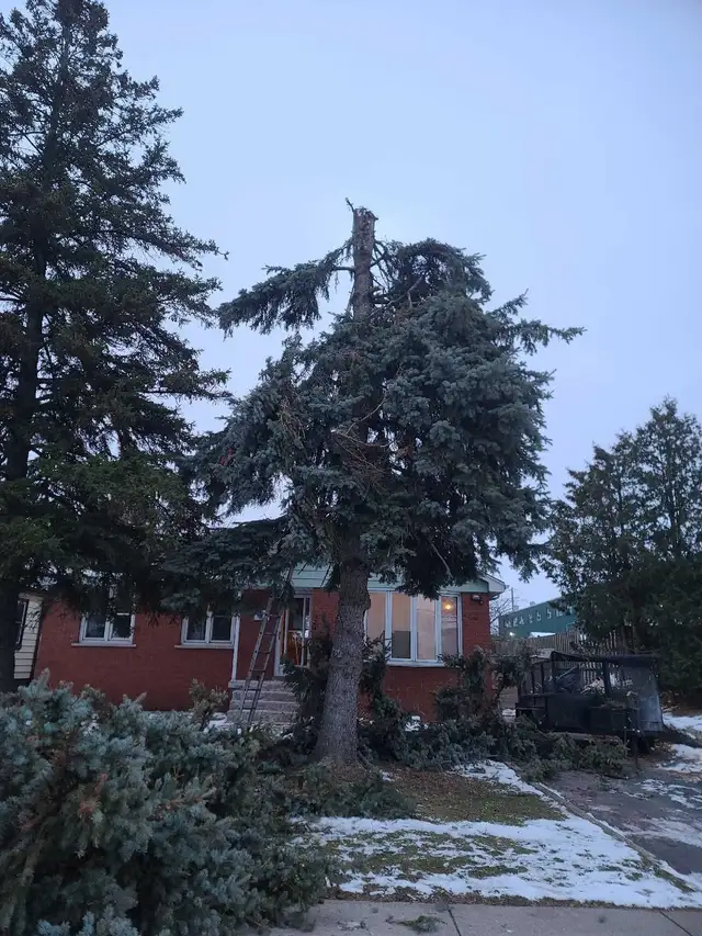 Tree Removal, Branch Removal Tree Cutting Service and Han in Lawn, Tree Maintenance & Eavestrough in Hamilton - Image 8