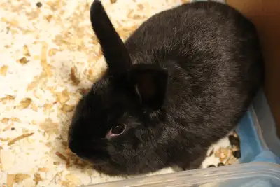 2 abandoned rabbits, View more