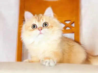 Golden Shaded British Longhair Girl, View more