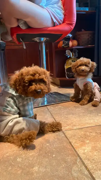 Adorable Toy Goldendoodles Richmond BC, View more