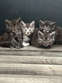 Maine Coon kittens 