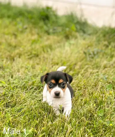 Jack Russell  terrier puppies, View more