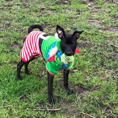 Chihuahua cross female rescue, View more