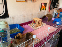 Guinea pigs and cage for sale
