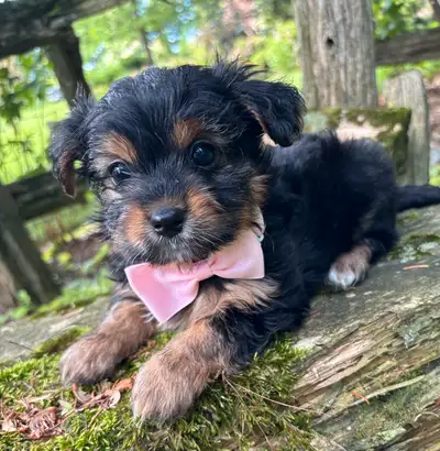 Morkies ( YorkshireXBichon), View more