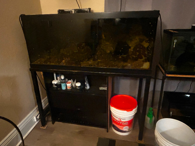 75 gallon saltwater setup in Fish for Rehoming in North Bay