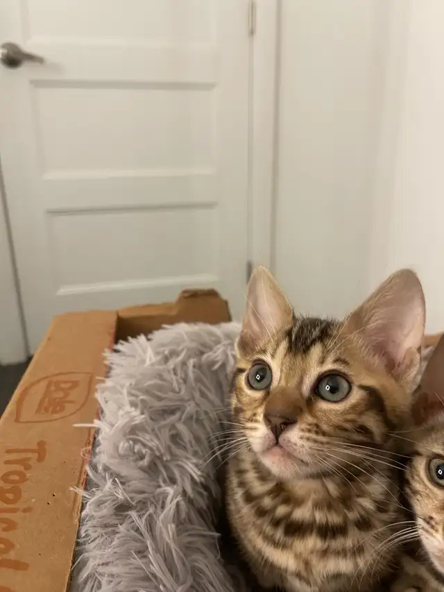 chatons bengals in Cats & Kittens for Rehoming in Laurentides - Image 7