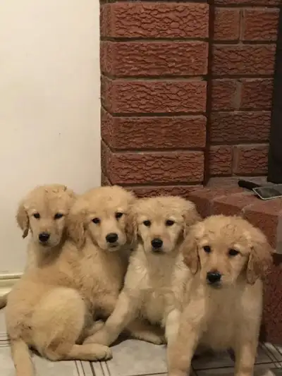 Purebred Golden Retriever Puppies Rehome, View more