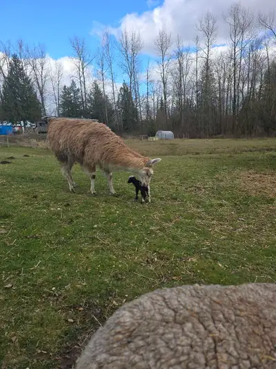 Looking for 2 nigerian dwarf doe or 2  weathered , View more