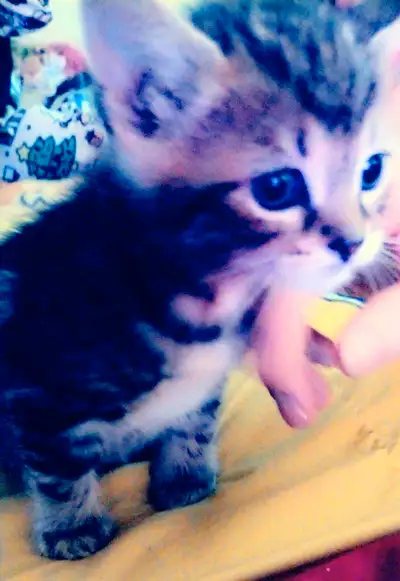 4 kittens to go to good homes. 3 almost identical 1 black with white paws. 2 boys 2 girls. Will be r...