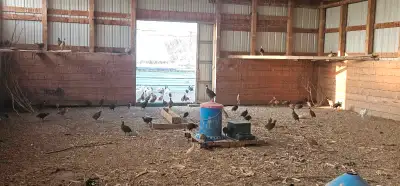 5 to 6 week old pheasants multi colours avaiable. Birds are healthy and ready to go. Had big hatch....