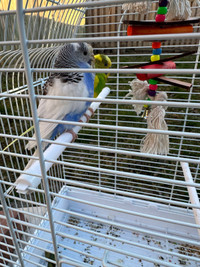 Two couple budgie with Large cage, Toys And Food For sale.  J