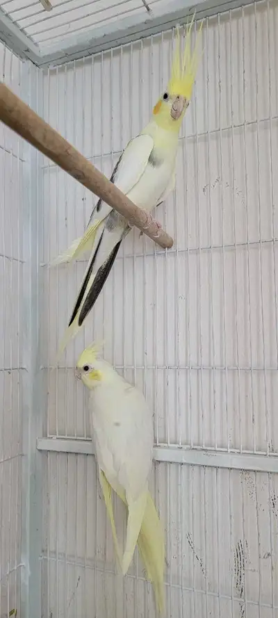 Cocktail Parrot Pair, View more