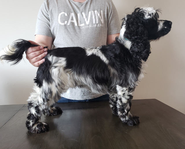 Chiot Cocker Anglais enregistré au Club Canin et avec garanties dans Chiens et chiots à adopter  à Lévis - Image 3
