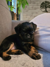 Brussels griffons puppies