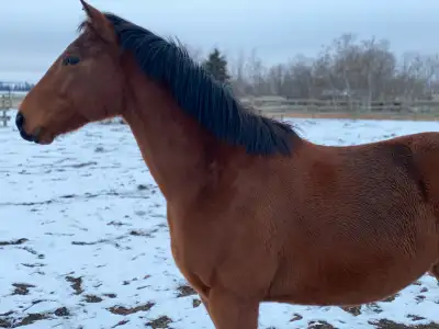 iso project horse, View more