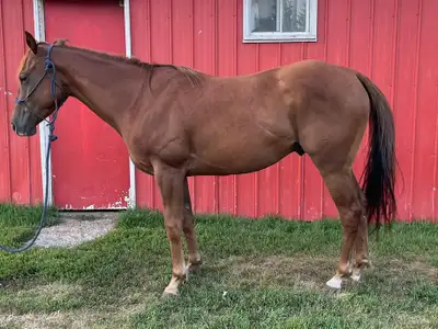2021 AQHA Six Flits to Sunday This guy has been lightly started, good with a rider, bareback and sad...