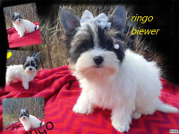 STAR et RINGO  manifique  YORKSHIRE  BLUberRY FIERE ET ADORABLE