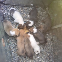 *REDUCED* PUPPIES FOR SALE, HUSKY/SHEPARD+LAB/+