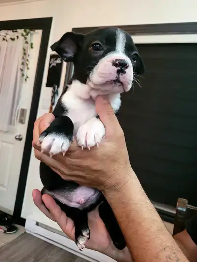 Frenchton 1 Magnifique puppie Disponible, View more