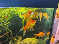Pond Goldfish for Re-Homing